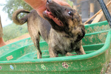 MANDY, Hund, Mischlingshund in Italien - Bild 10