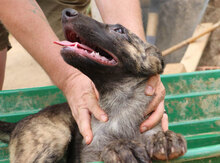 MANDY, Hund, Mischlingshund in Italien - Bild 11