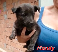 MANDY, Hund, Mischlingshund in Italien - Bild 14
