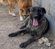 MANDY, Hund, Mischlingshund in Italien - Bild 2
