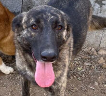 MANDY, Hund, Mischlingshund in Italien - Bild 6