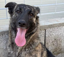 MANDY, Hund, Mischlingshund in Italien - Bild 7