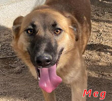 MEG, Hund, Mischlingshund in Italien - Bild 1