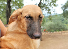 MEG, Hund, Mischlingshund in Italien - Bild 12