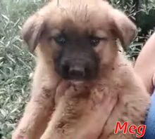 MEG, Hund, Mischlingshund in Italien - Bild 13