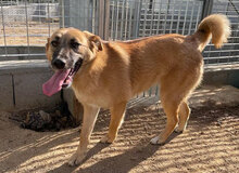 MEG, Hund, Mischlingshund in Italien - Bild 3