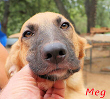 MEG, Hund, Mischlingshund in Italien - Bild 7