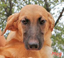 MEG, Hund, Mischlingshund in Italien - Bild 8
