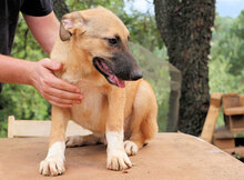 ALEX, Hund, Mischlingshund in Italien - Bild 10