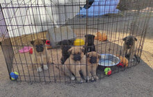 ALEX, Hund, Mischlingshund in Italien - Bild 12