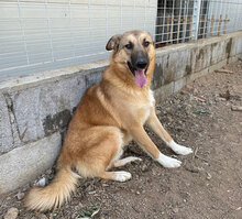 ALEX, Hund, Mischlingshund in Italien - Bild 4