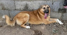 ALEX, Hund, Mischlingshund in Italien - Bild 5
