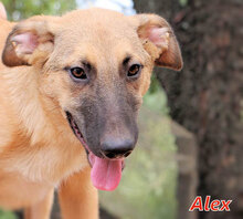 ALEX, Hund, Mischlingshund in Italien - Bild 6