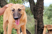 ALEX, Hund, Mischlingshund in Italien - Bild 7