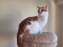 EROS, Katze, Europäisch Kurzhaar in Bulgarien - Bild 3