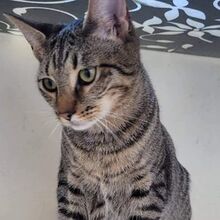CARLOS, Katze, Europäisch Kurzhaar in Bulgarien - Bild 4