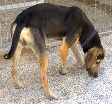 TED2, Hund, Mischlingshund in Zypern - Bild 3