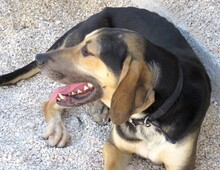 TED2, Hund, Mischlingshund in Zypern - Bild 5