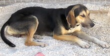 TED2, Hund, Mischlingshund in Zypern - Bild 8