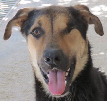 PETO, Hund, Deutscher Schäferhund-Mix in Zypern - Bild 1