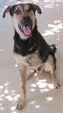PETO, Hund, Deutscher Schäferhund-Mix in Zypern - Bild 3