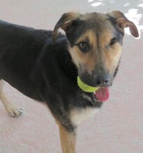 PETO, Hund, Deutscher Schäferhund-Mix in Zypern - Bild 5