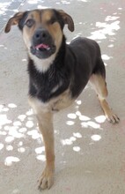 PETO, Hund, Deutscher Schäferhund-Mix in Zypern - Bild 6