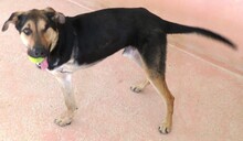 PETO, Hund, Deutscher Schäferhund-Mix in Zypern - Bild 7