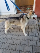 PEENA, Hund, Mischlingshund in Slowakische Republik - Bild 11