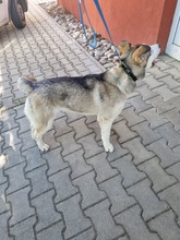 PEENA, Hund, Mischlingshund in Slowakische Republik - Bild 13