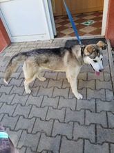 PEENA, Hund, Mischlingshund in Slowakische Republik - Bild 14