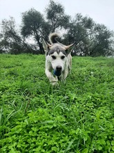 PEENA, Hund, Mischlingshund in Slowakische Republik - Bild 4