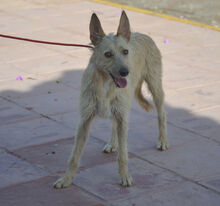 KIRA, Hund, Rauhhaarpodenco-Mix in Bülstedt - Bild 11
