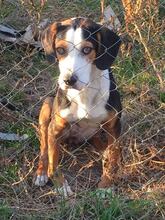 FRIDA, Hund, Deutscher Schäferhund in Bulgarien - Bild 1