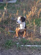 FRIDA, Hund, Deutscher Schäferhund in Bulgarien - Bild 2