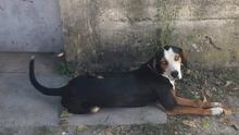 FRIDA, Hund, Deutscher Schäferhund in Bulgarien - Bild 3