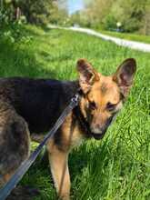 DRAGA, Hund, Mischlingshund in Kroatien - Bild 6