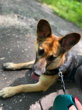 DRAGA, Hund, Mischlingshund in Kroatien - Bild 8