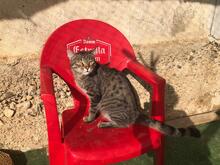 KIEV, Katze, Hauskatze in Spanien - Bild 7