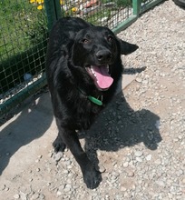ERIC, Hund, Mischlingshund in Kroatien - Bild 1