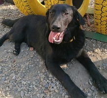 ERIC, Hund, Mischlingshund in Kroatien - Bild 2