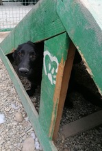 ERIC, Hund, Mischlingshund in Kroatien - Bild 4
