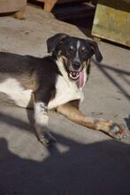 RUBIN, Hund, Mischlingshund in Bulgarien - Bild 3