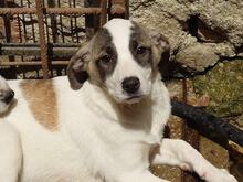 YOANNA, Hund, Mischlingshund in Bulgarien - Bild 2