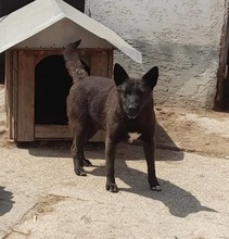 GABO, Hund, Mischlingshund in Ungarn - Bild 1