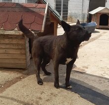 GABO, Hund, Mischlingshund in Ungarn - Bild 2