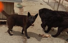 GABO, Hund, Mischlingshund in Ungarn - Bild 3