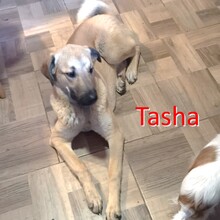 TASHA, Hund, Mischlingshund in Meinhard - Bild 1