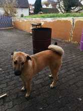 TASHA, Hund, Mischlingshund in Meinhard - Bild 3