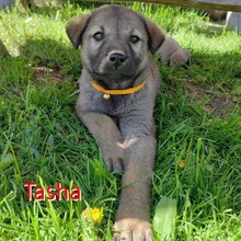 TASHA, Hund, Mischlingshund in Meinhard - Bild 9